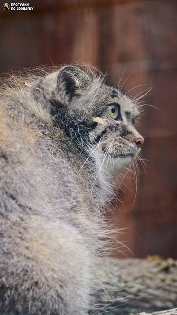 Манул Пепе - молодая взъерошенная мама четырех котят. Ленинградский зоопарк