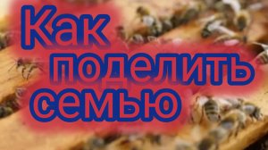 Как поделить семью 🐝
