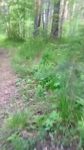 стрим прогулка по старателю смотреть онлайн
