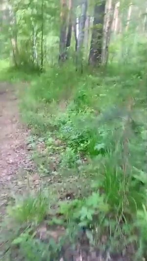 стрим прогулка по старателю