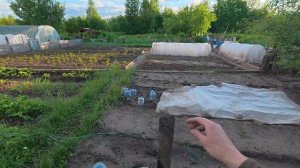 ДЕЛА НА ОГОРОДЕ: ВСЕ УСПЕЛИ! ПЕРВЫЙ УРОЖАЙ И ДОМАШНИЙ ПИРОГ ИЗ РЕВЕНЯ