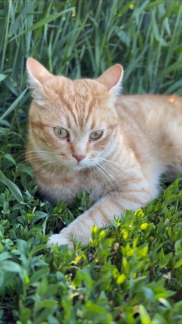 Бублик❤️ #кот #котик #животные #природа #лето