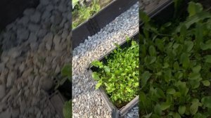 Я на даче (1часть)