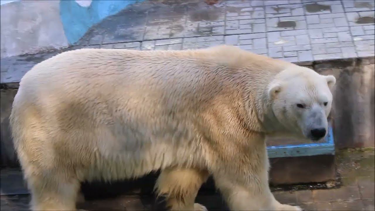 Кай вернулся к себе домой после генеральной уборки у него в вольере 05.06.2026