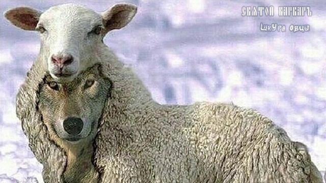 Шкура овцы - СВЯТОЙ ВАРВАРЪ