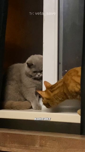 Порадовать хвостиков и поддержать мою деятельность можно по реквизитам в шапке профиля 🐾
