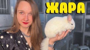 Как спасти шиншиллу от ЖАРЫ? | Оптимальный климат для шиншиллы