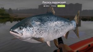 Лосось Ладожский, выполнение юбилейного задания в игре Русская Рыбалка 4