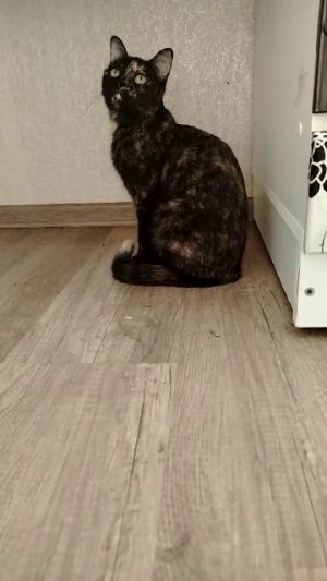 наблюдение за кошкой