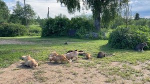 КОШКИ на КОРМУШКЕ - КОРМЛЮ РОЯЛОМ СТАЮ КОТИКОВ И ЗАГАРАЮ В ТЕНЬКЕ
