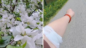 И на Севере яблони цветут🌳Сдала кровь💉🩸