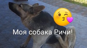 Моя собака Ричи и всё о ней!🐕❤️🦴 2 часть