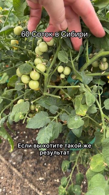 Срочно дайте ЭТО ОГУРЦАМ, томатам, перцу и они сразу обильно заплодоносят и дадут урожай тоннами!