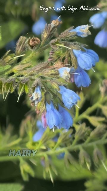Russian Comfrey
Окопник гибридный/русский смотреть онлайн