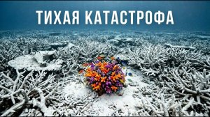 50% РИФОВ ИСЧЕЗЛО За Время Жизни ОДНОГО Человека