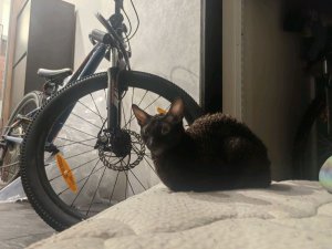 обзор на кота.