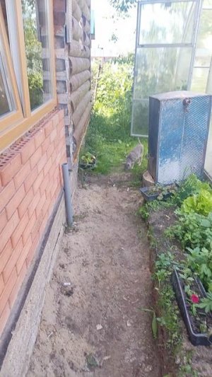 Барсик поймал ящерицу ,часть2