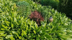 Обзор цветов и пруда с водопадом!🌺 Петунии.Подкормка крупнолистной гортензии🌺Ленобласть 07.06.26г.