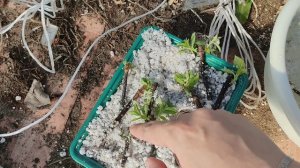 Результат укоренения гортензии одревесневшим черенком