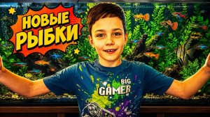 Выбираем и покупаем в аквариум новых рыбок
