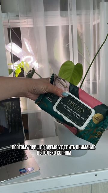 Теперь все силы пойдут на восстановление листьев, ведь они очень пострадали от пыли,