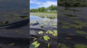 Сплав в честь дня города (Хабаровск лучший) 17 км Георгиевка - Переяславка