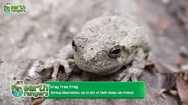 Where Are These Animals Hiding _ Animals' camouflage