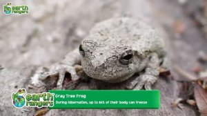 Where Are These Animals Hiding _ Animals' camouflage