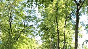 ПРОЩАНИЕ С БАБУШКОЙ ЦЕЦЕ ОТ МЕНЯ В СТИХАХ
