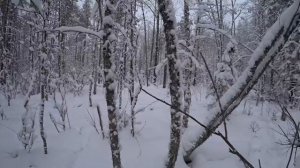 ЖИЗНЬ В ТАЙГЕ, ДОБЫЛ ЛОСЯ С ПОДХОДА, ВАРЮ ИЗ НЕГО ПЕЛЬМЕНИ В ИЗБЕ!