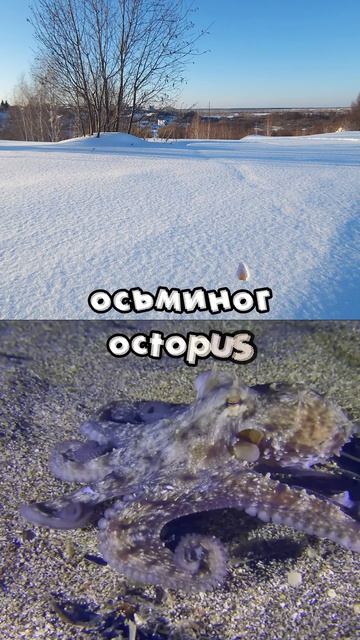Названия водных обитателей для детей : синяя акула, рак, осьминог, тюлень #учимживотных #развивашки