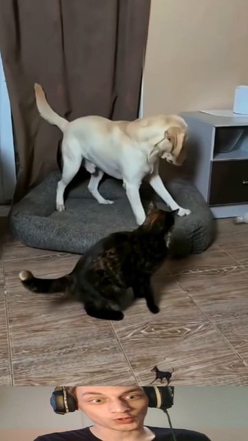 Коты и Собаки - это Друзья ?