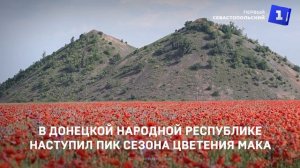 В Донецкой Народной Республике наступил пик сезона цветения мака