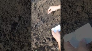 Посеяла огурцы🥒 2 сорта: длинные и короткие