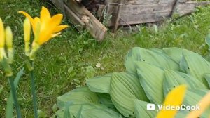 Лилейник Миддендорфа цветёт раньше всех.
