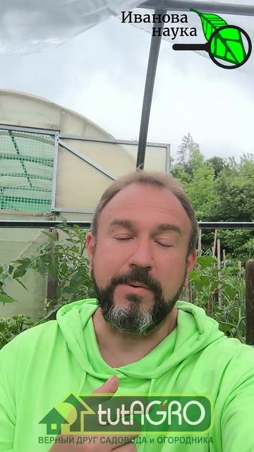 ⚠️ СРОЧНО! У помидоров крутит верхушки🍅Как спасти урожай? Скрутились верхушки у томатов что делать