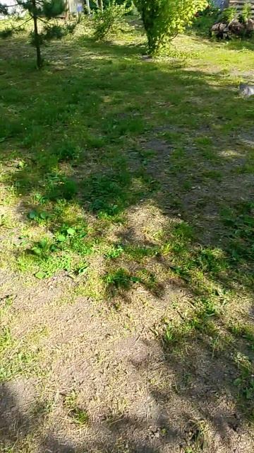 Незваные Гости.Коты.Продолжение следует