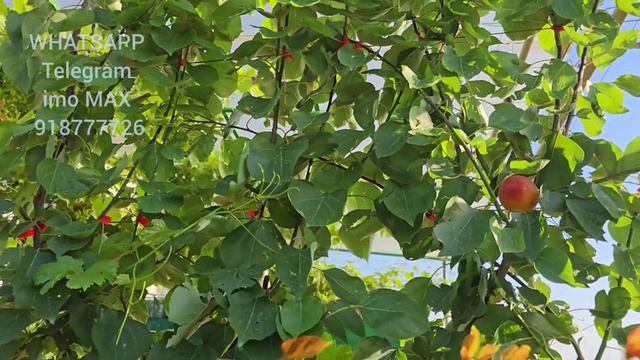 🍑Зардолуи америкоии байнпаз ниҳол мешавад Ниҳолҳои хушсифат ва кафолатнок WhatsApp:imo:MAX:91877772