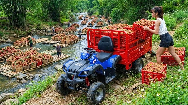 Собрала и продала урожай личи, красного перца и бамбуковых корней. Серия 20. Жизнь во Вьетнаме
