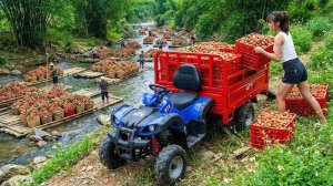 Собрала и продала урожай личи, красного перца и бамбуковых корней. Серия 20. Жизнь во Вьетнаме