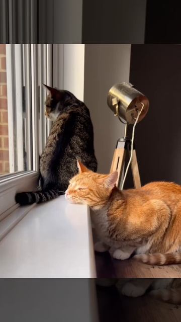 Смешные котики смотреть онлайн