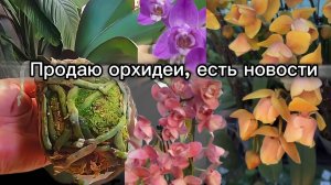 Продаю орхидеи, есть новости.