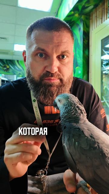Не каждый жако станет говорящим.