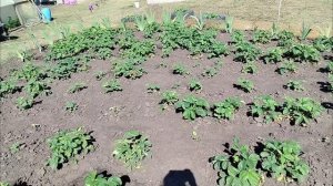 ВЛОГ СОБИРАЮ КЛУБНИКУ?🍓 Семён переел😬