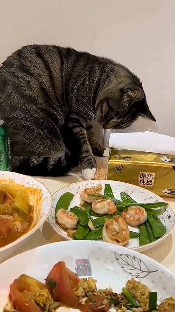 Смешные котики! 🐱🐾🐱🐾🐱🐾