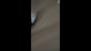 маша и медведь дальний родственник 15 серия