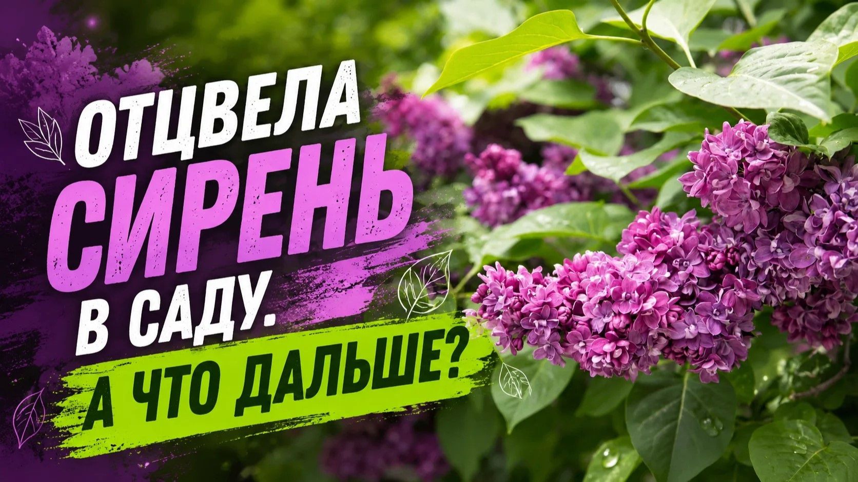 Сирень отцвела — срочно сделайте это с кустом