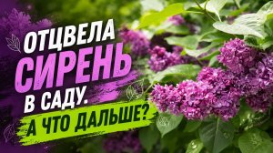 Сирень отцвела — срочно сделайте это с кустом