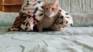 если бы котики ходили в школу 2 контрольная пародия на kotinet
