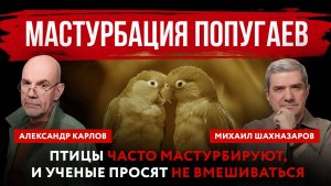 Мастурбация попугаев. Птицы часто мастурбируют, и ученые просят не вмешиваться